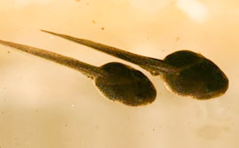 ����С�����������̰�