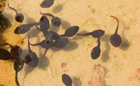 ץ�������