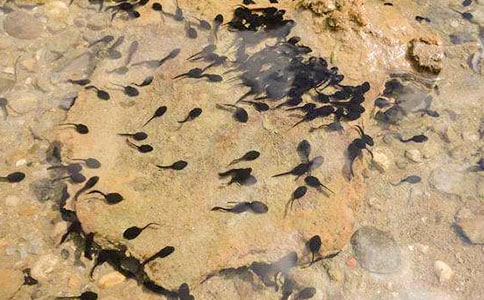 ׽С�������