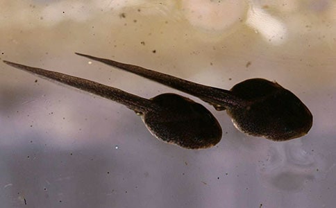 ��С��������衷ѧ��ʽ��ѧ���