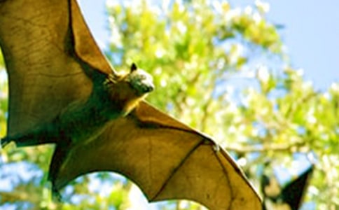 ������״�Сѧ������