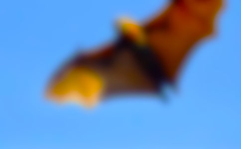 蝙蝠和雷达作文