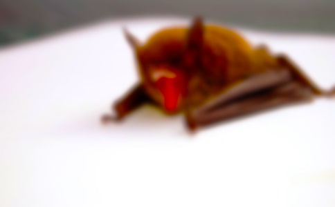 �����ѡ��