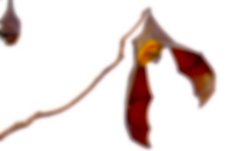 �Ƕ���������