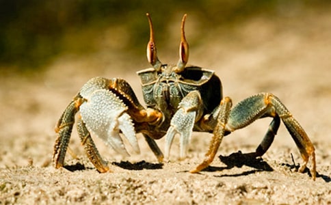 ��Ƥ��С�з