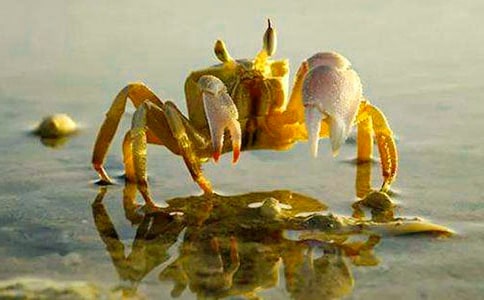 ץ�з���ġ��Ƽ���