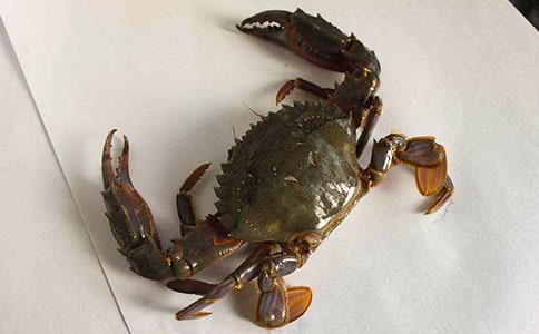 ��������̰����з��ӡ��