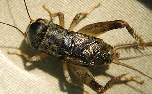 23�����סլ��|�˽̰�