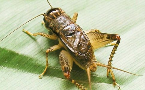 �󰻹������