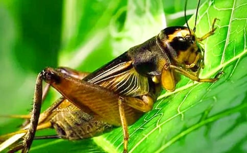 �۲�������