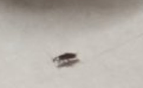 ���Сǿ����