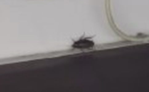 打蟑螂作文(通用32篇)