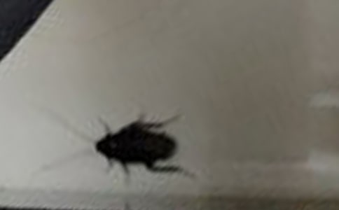 ���������8ƪ