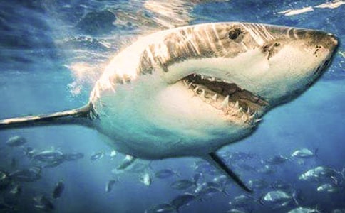 д�����Сѧ�����ģ���ѡ3ƪ��