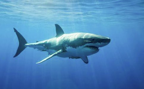 ����Сѧ������