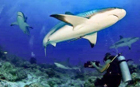 描写鲨鱼的句子
