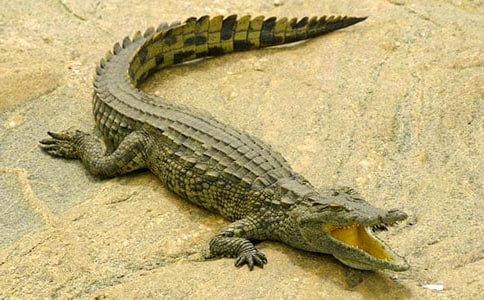 ���㵺������500������