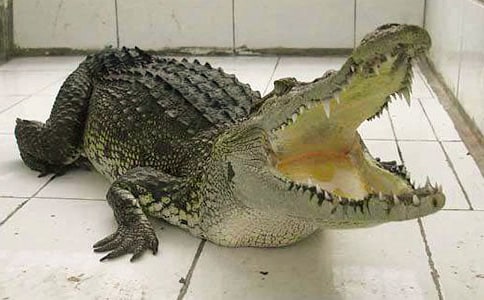 �������ǩ������